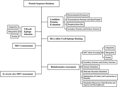 Design of a novel EmTSP-3 and EmTIP based multi-epitope vaccine against Echinococcus multilocularis infection